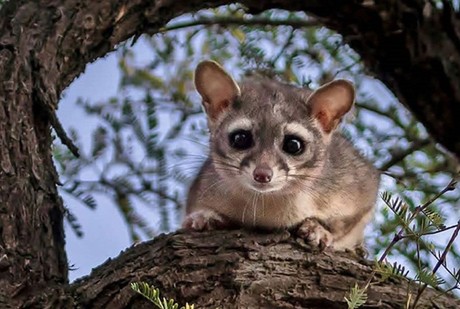 ¿Los conocías? Animales poco conocidos que habitan en Monterrey