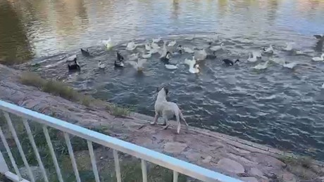 VIDEO: Mujer se lanza al Lago de los Patos y rescata perrito que se ahogaba