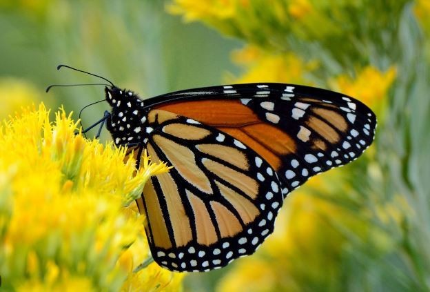 Mariposa monarca. Foto: Perla Herrera