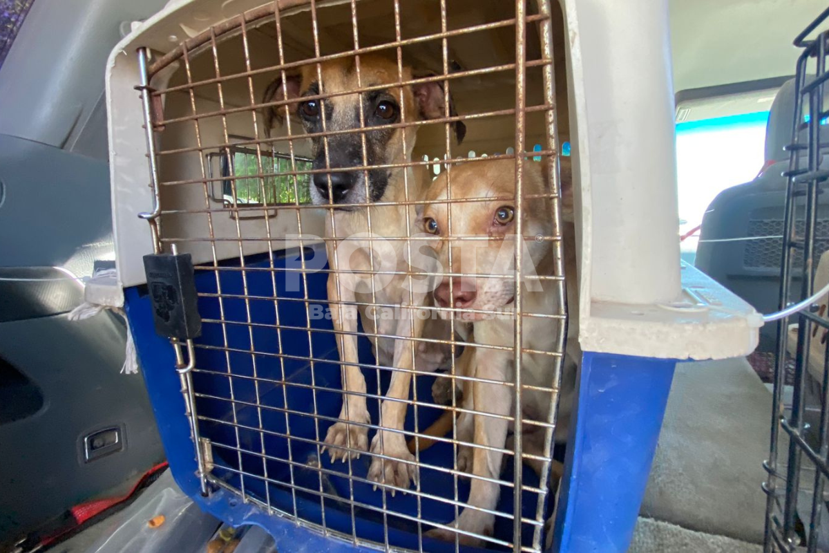 Rescatan alrededor de 20 perros de una vivienda en La Paz. Foto: Alberto Cota / POSTA BCS