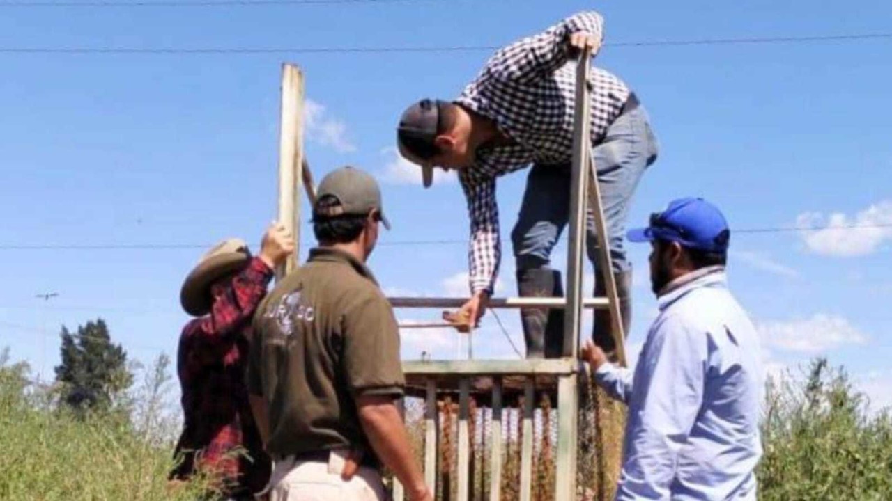 La dependencia de Medio Ambiente Durango, se encargó de colocar trampas para coyotes en el fraccionamiento Rinconada Sol. Foto: Facebook Medio Ambiente Durango.