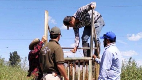 Colocan trampas para coyotes en fraccionamiento Rinconada Sol