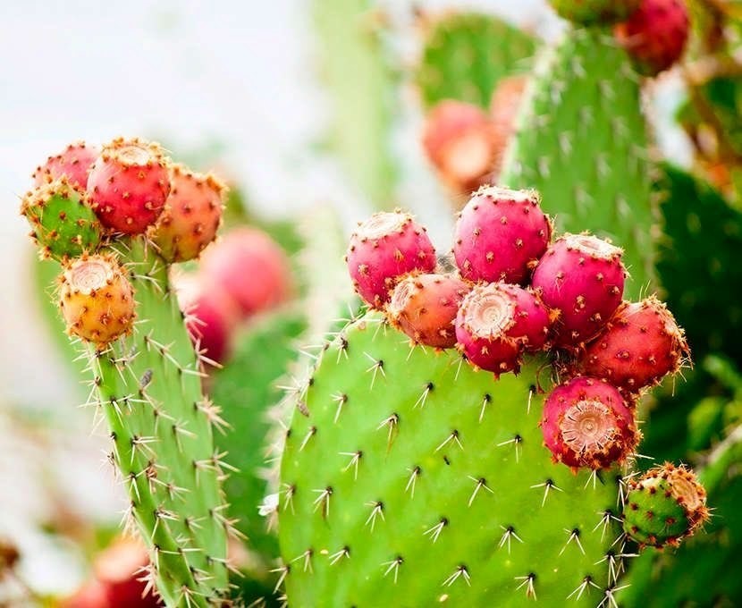 18 de septiembre, día del nopal. Foto. Sectur