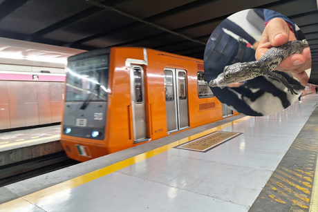 ¡Como de película! Rescatan a cocodrilo bebé en el Metro CDMX