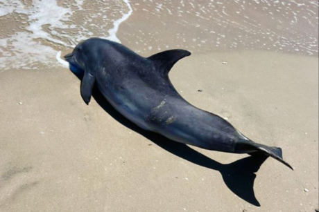 ¿De qué murió el delfín encontrado en playa Miramar?