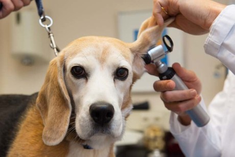 ¿Cuándo hacerle un check up geriátrico a tu mascota?