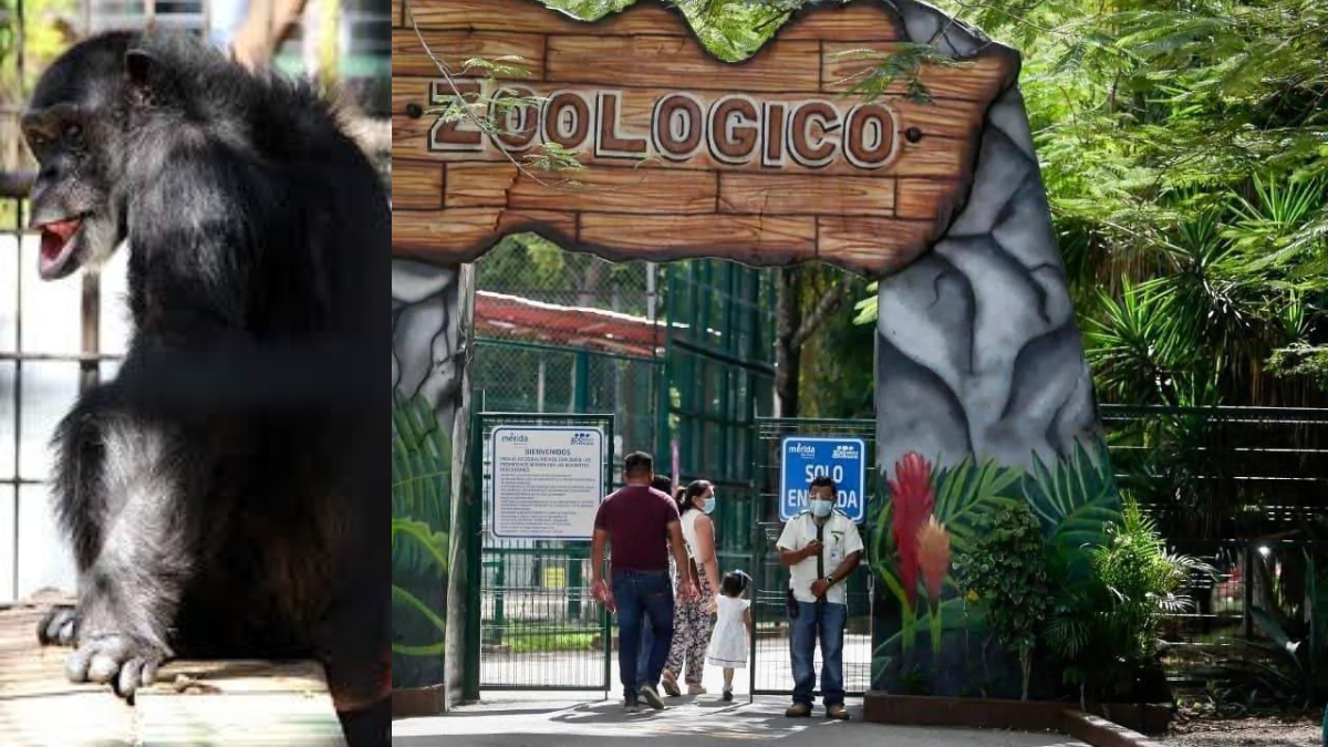 Susy es una chimpancé y tiene 48 años de edad Foto: Cortesía