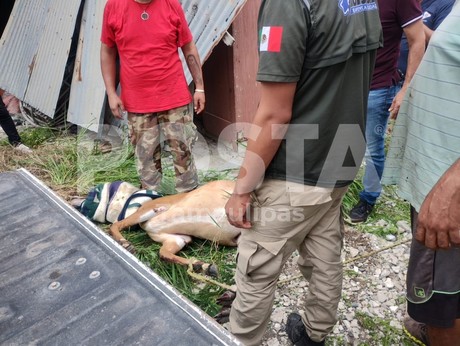 Capturan antílope en Matamoros, minutos después lamentablemente murió