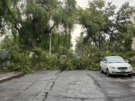 Cae árbol y derriba reja de parque en la alcaldía Venustiano Carranza