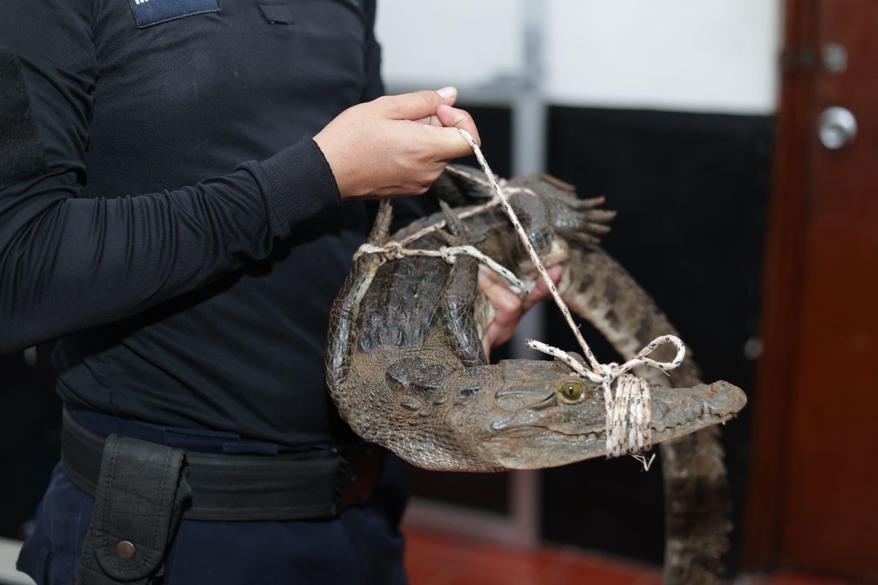 Un cocodrilo causó alarma en un predio de la comunidad de Yaxcopoil por lo que autoridades acudieron al lugar para rescatar al animal.- Foto del Ayuntamiento de Umán