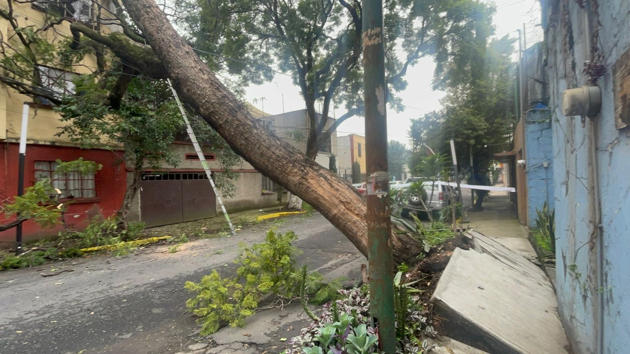 Cae árbol de 20 metros en la Benito Juárez. Foto: Ramón Ramírez