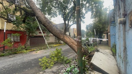 Caída de árbol de 20 metros deja sin luz a vecinos de la colonia Miguel Alemán