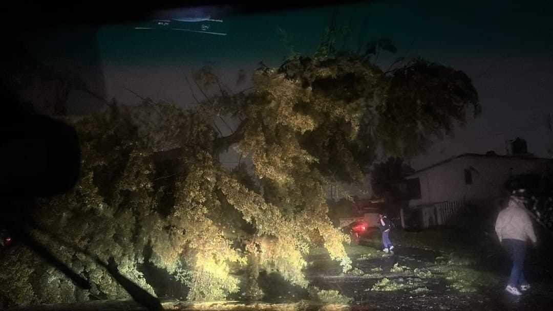 Fuertes lluvias en Toluca causan caída de árbol y cortes de luz. Foto: Al Momento EdoMex