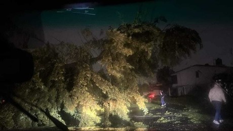 Fuertes lluvias en Toluca causan caída de árbol y cortes de luz