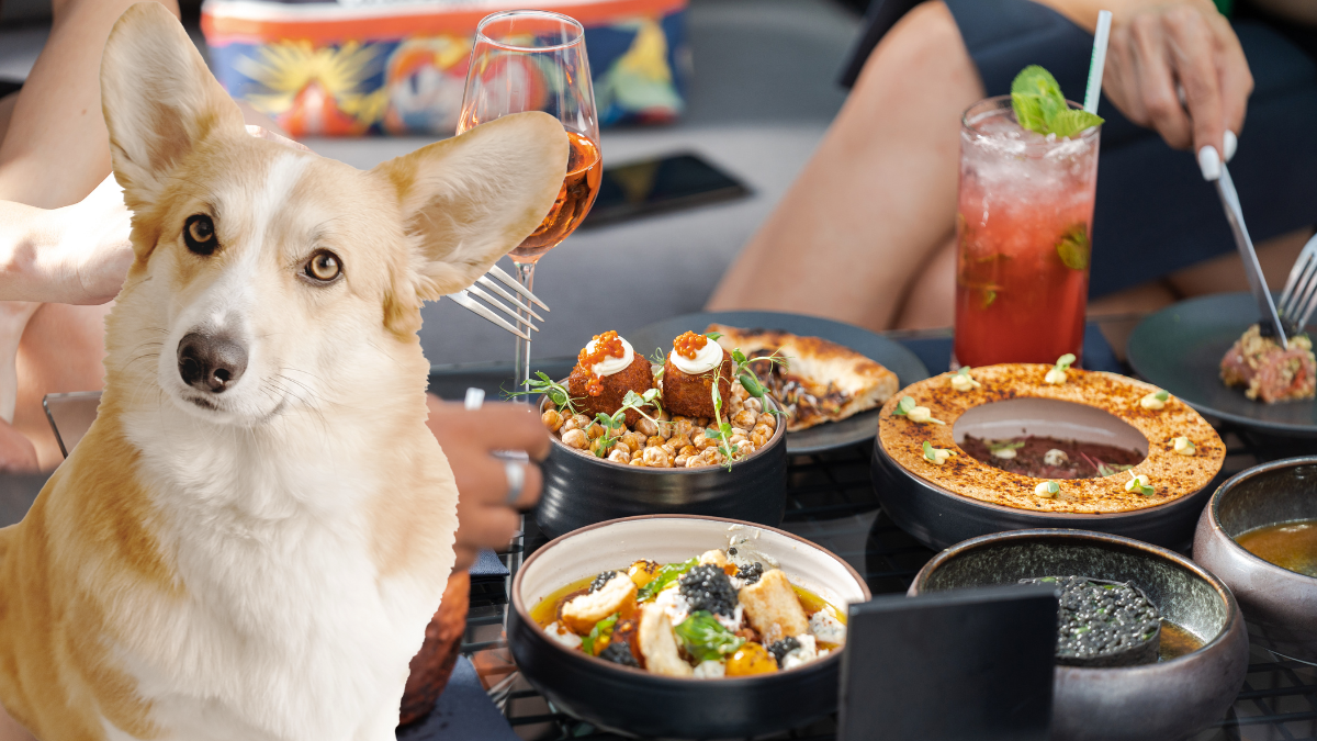 Hay restaurante que incluso ofrecen menús para mascotas Foto: Especial