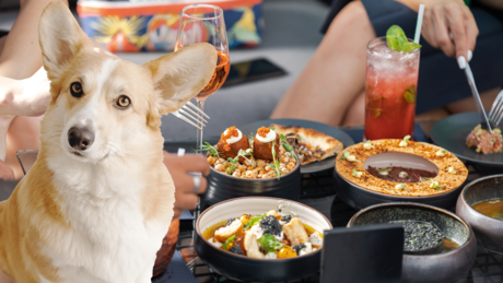 Restaurantes pet friendly en Mérida: 5 opciones para disfrutar con tu mascota