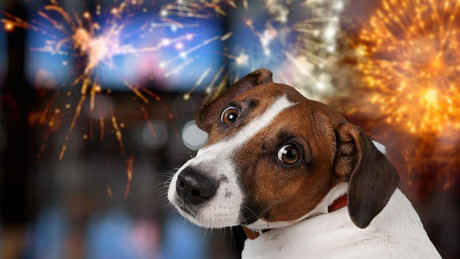 Fiestas Patrias: ¿Cómo los fuegos artificiales afectan la salud de tus mascotas?