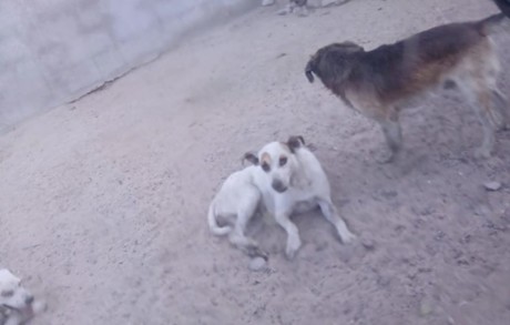 Vecinos de Los Olivos piden ayuda por problema con perros abandonados.