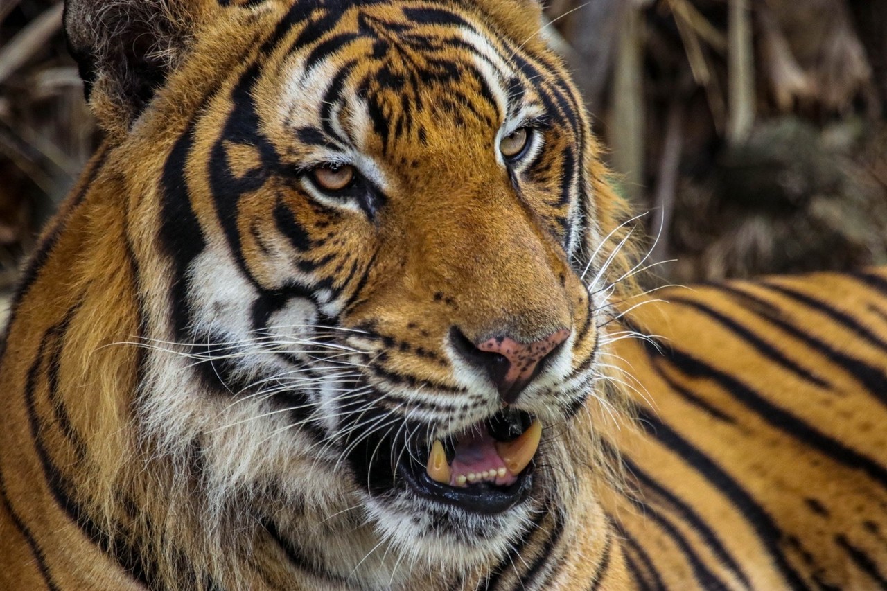 El tigre permanecerá en estado de cuarentena en este recinto de protección y cuidado animal. Se le hará un chequeo general y, después, junto a la PROFEPA, se decidirá cuál será el futuro de este animal. Foto: Daniel Espinoza