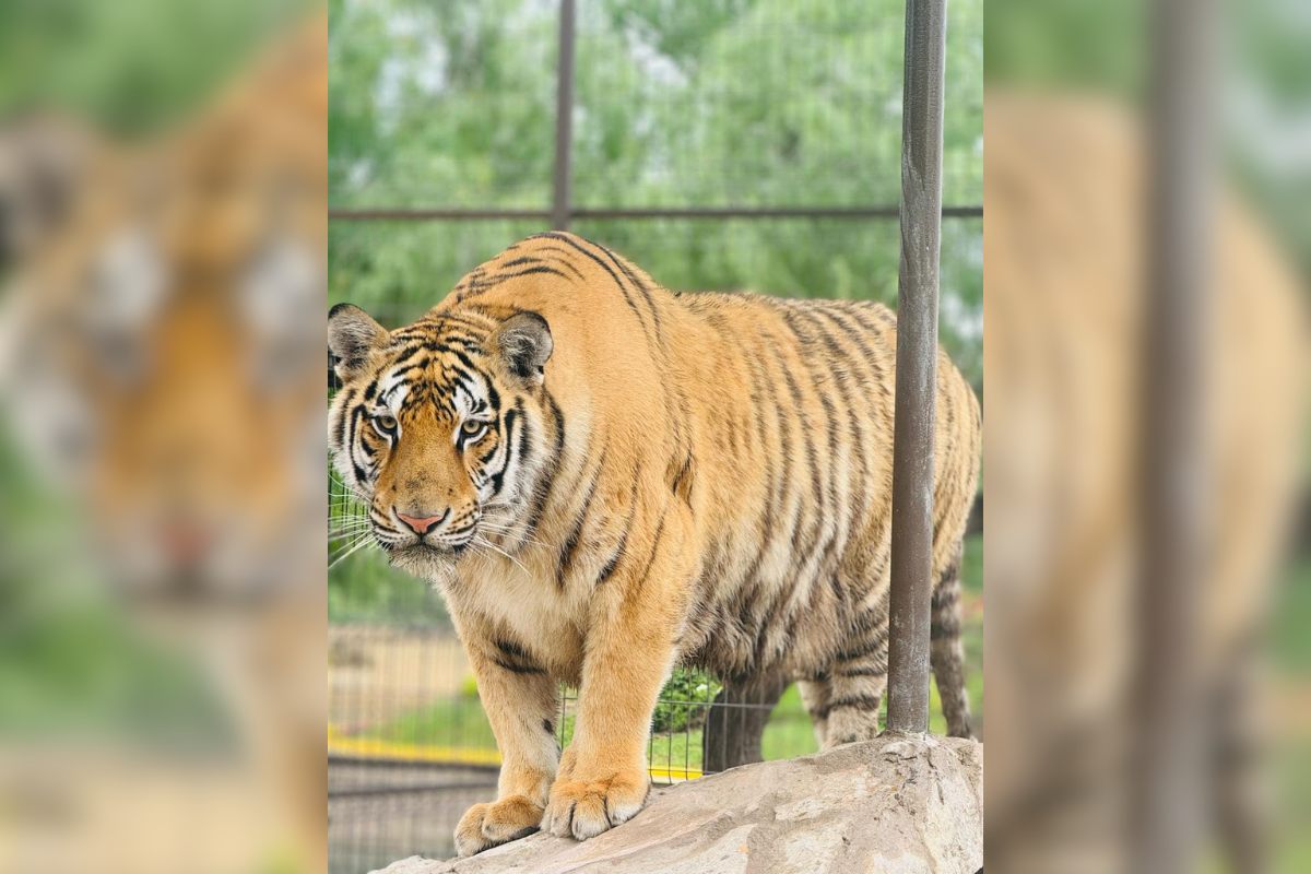 El felino escapó el pasado miércoles del zoológico privado La Fauna, ubicado en Reynosa. Foto: Carlos García