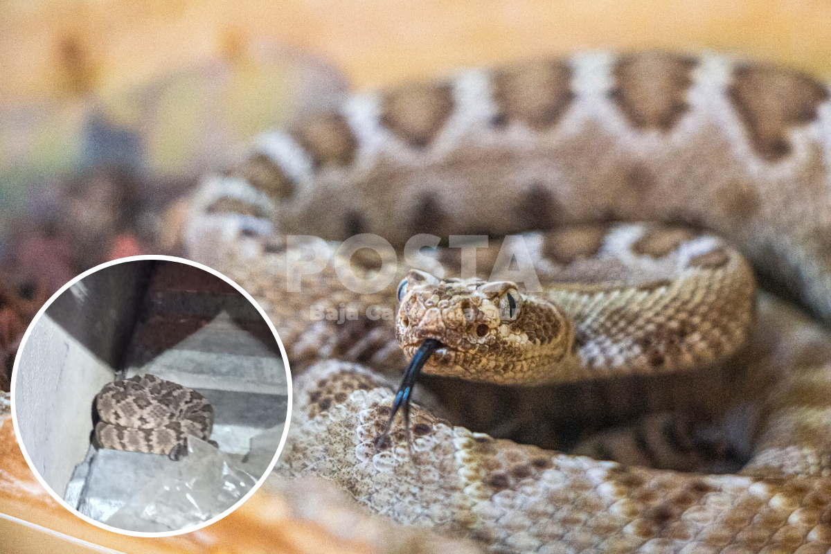 Hallan serpiente cascabel en una vivienda en Cabo San Lucas. Foto: Archivo POSTA