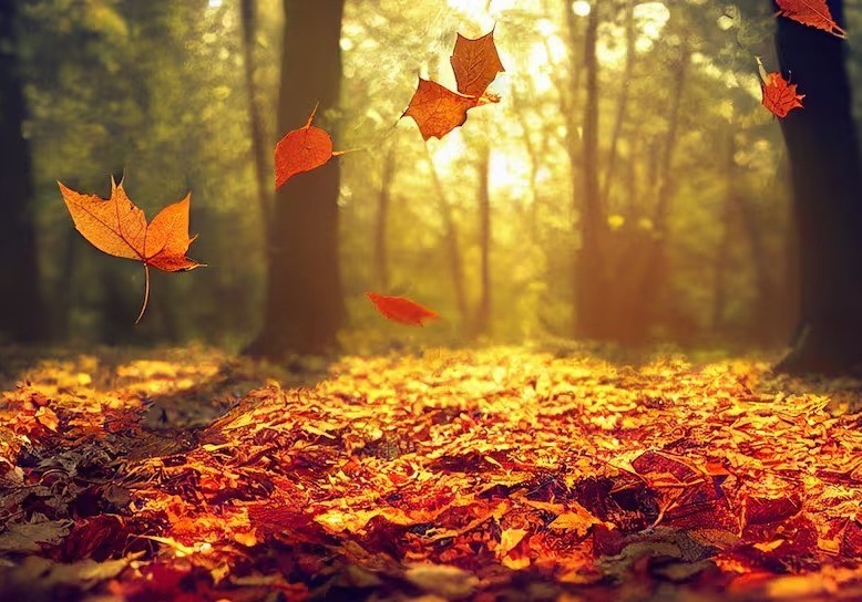 Hojas cayendo del árbol, que indica que es otoño. Foto: LOS40.