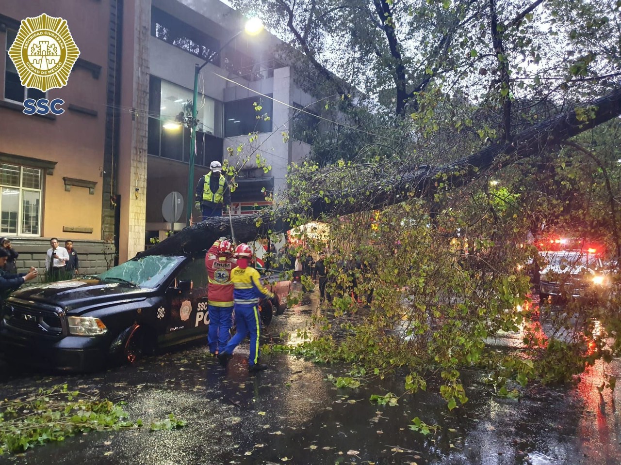 Árbol caído en patrulla.    Foto: Cortesía