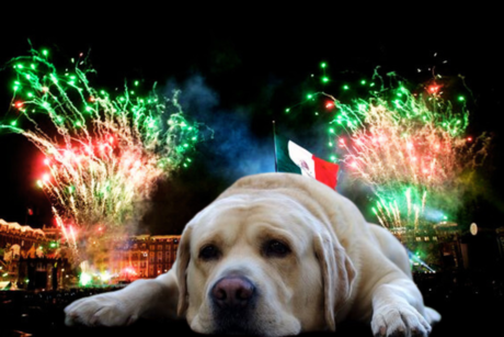 ¿Cómo calmar a tu perro durante los fuegos artificiales?