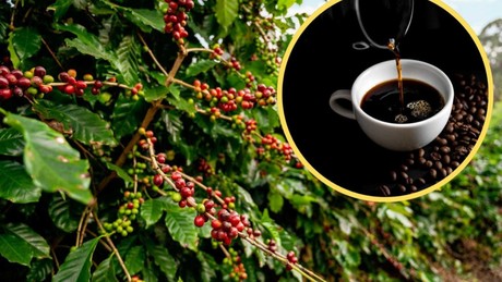 Día internacional del café: Historia, tradición y beneficios