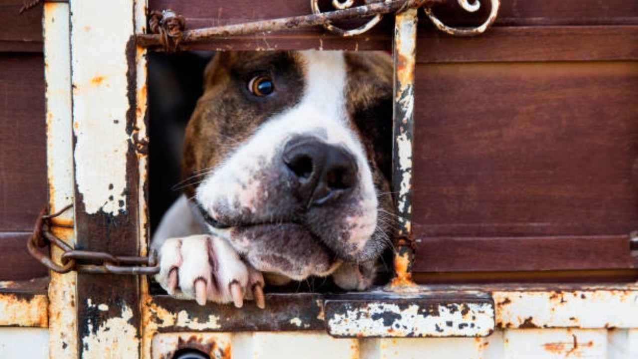 Buscan endurecer las penas para quien ejerza maltrato animal. Foto: Cortesía.