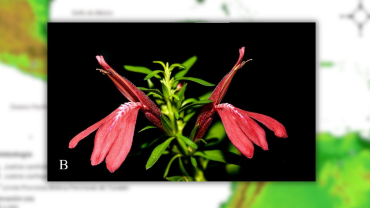 Esta nueva especie florece con hermosas flores labiadas de color rojo Foto: CICY