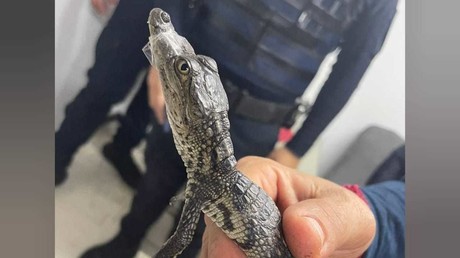 ¡Cocodrilo toma el Metro! Rescatan a pequeño reptil en la CDMX