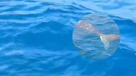 Pescadores de Progresos captan tiburones ballena en las costas yucatecas (VIDEO)