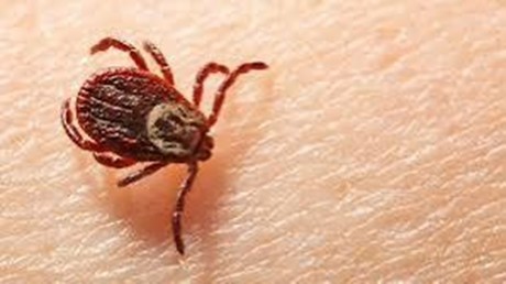 Rickettsia y Lyme: enfermedades transmitidas por picadura de garrapata