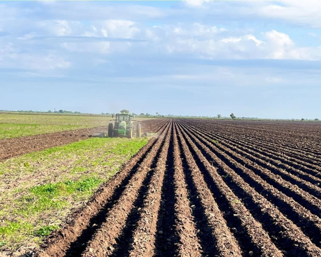 Imagen ilustrativa de campo agrícola. Foto: Redes sociales