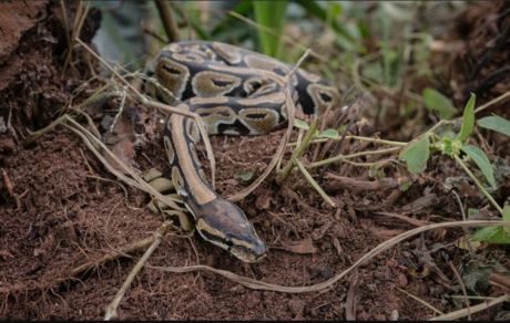 OMS alerta sobre peligro de mordeduras de serpientes