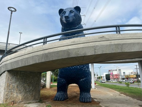 'Invaden' osos el sur de Monterrey