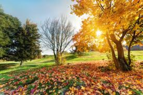 Vive el otoño en plenitud: reflexiona, suelta y agradece