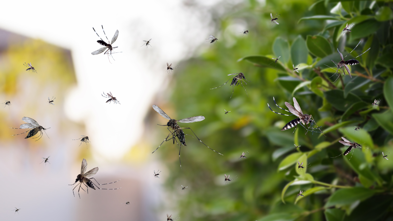 Criaderos del mosquito portador del Dengue / Foto: Canva