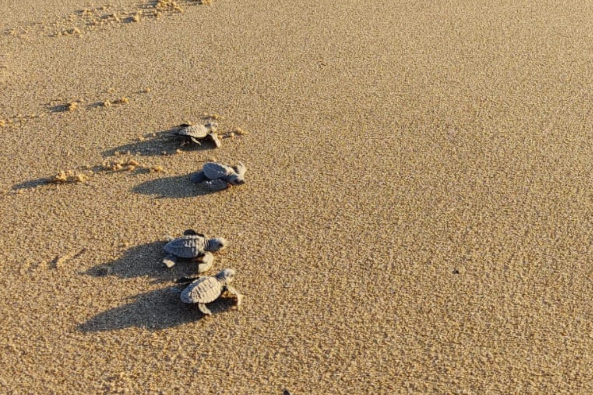 Crías de tortugas. Foto: Grupo Tortuguero de Todos Santos A.C.