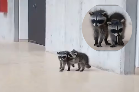 ¡Como universitarios! Mapaches son captados en la Facultad de Veterinaria UNAM