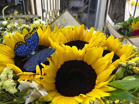 ¿Precios por las nubes? Esto cuestan las flores amarillas en Saltillo