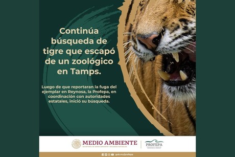 >Reynosa Intensifica búsqueda de tigre