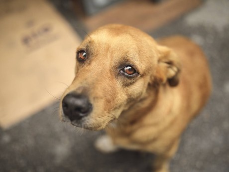 ¿Cuál es el castigo por maltrato animal en Mérida?