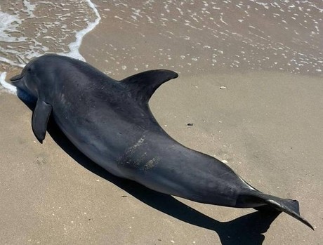 Localizan delfín 'Nariz de botella' muerto en Playa Miramar