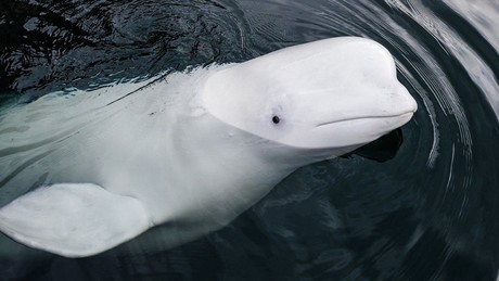 Hallan muerta a ballena sospechosa de ser espía rusa