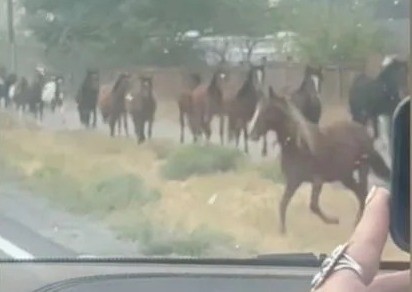 Los caballos huyen del incendio forestal en Nevada. Foto: X @Jamiellorntzen