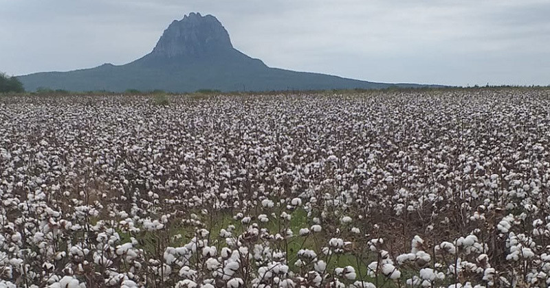 El exceso de humedad por las lluvias ha sido el principal obstáculo. Foto: gobierno Tamaulipas