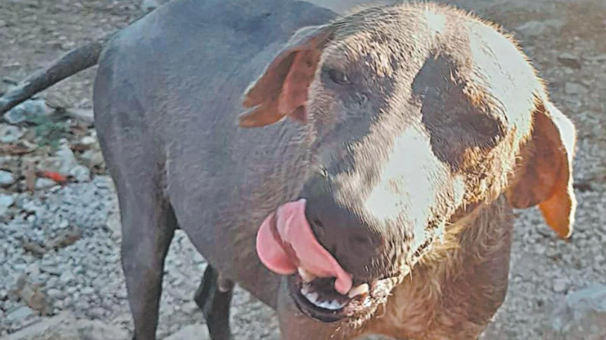 La perrita fue rescatada por la asociación 'Peludos felices' Foto: Cortesía