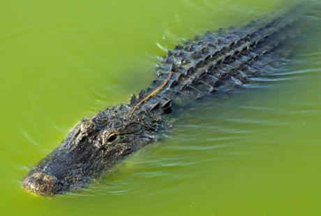 Peligros en Florida: Caimanes nadan por las calles tras el huracán Helene